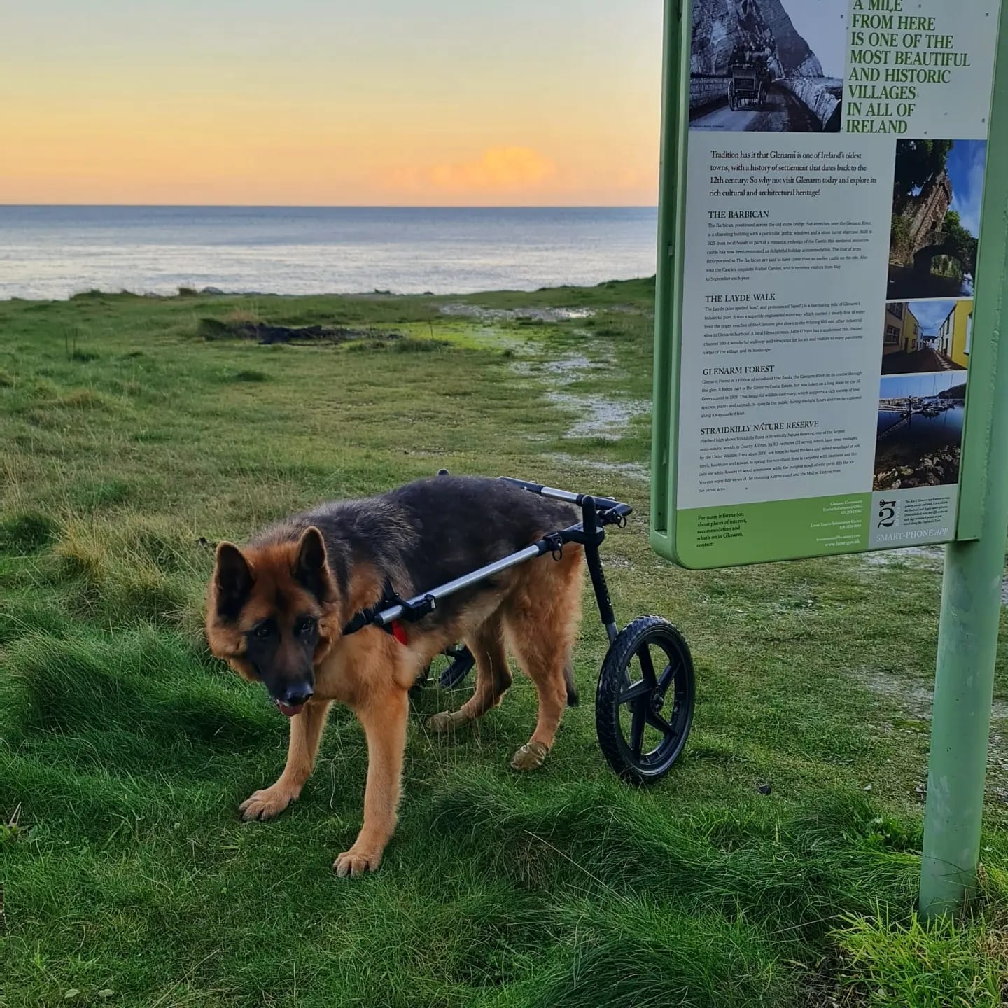 Large to Extra Large Pet Wheelchair