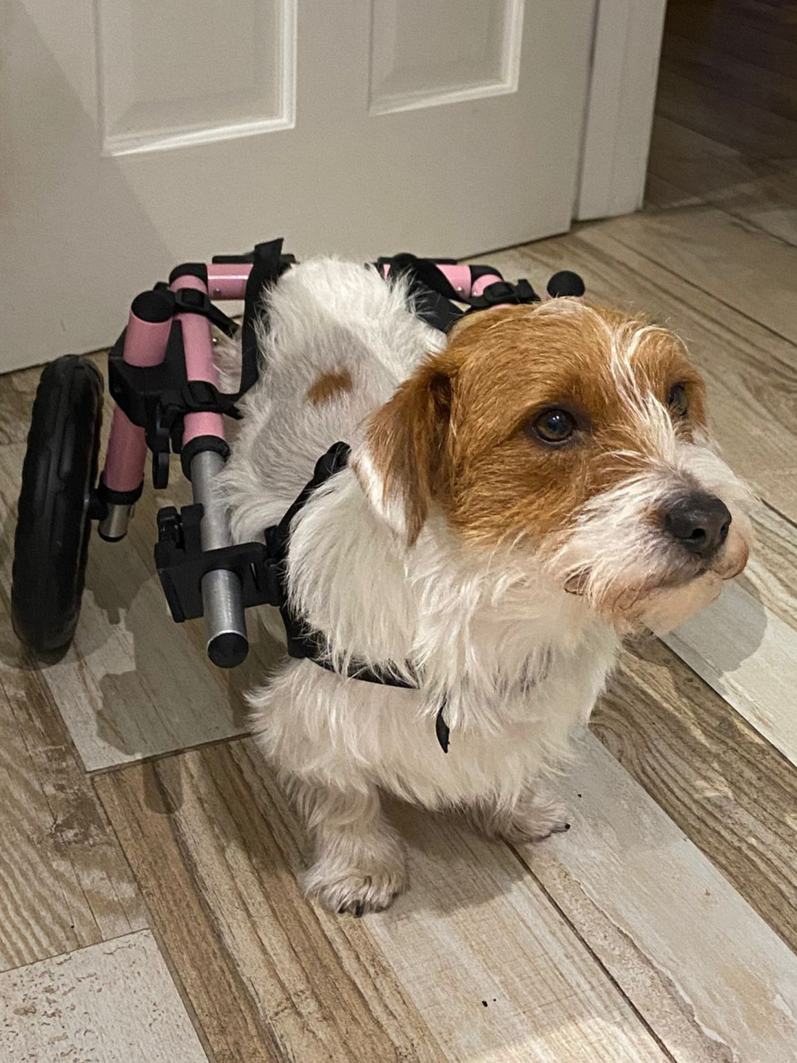 Small to Medium Pet Wheelchair