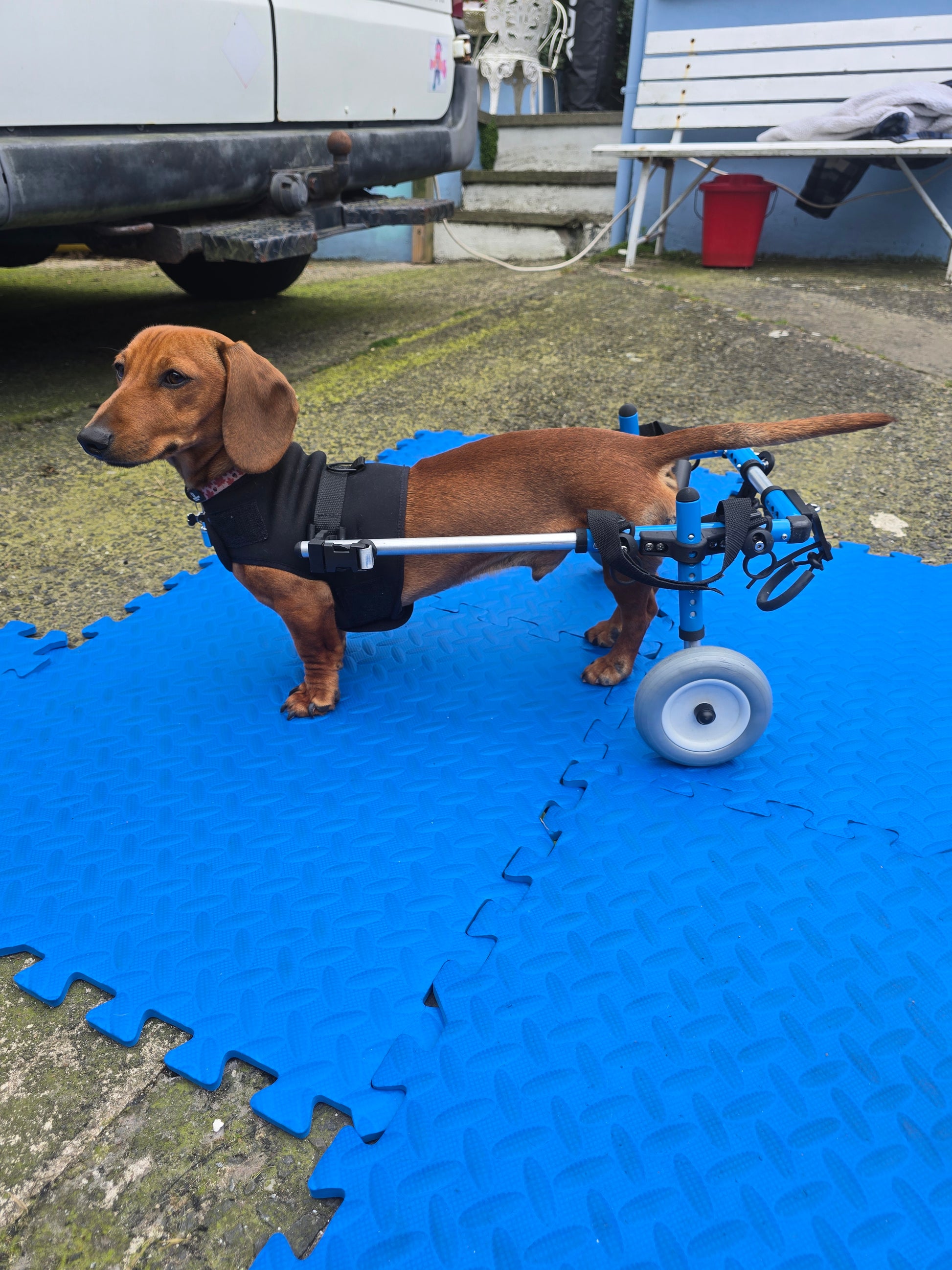 Extra Small Pet Wheelchair Blue - Main Image